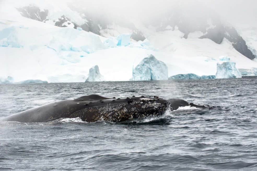 Two inquisitive humpback whales approach a Zodiac near Danco Island, Antarctica/Denis Elterman