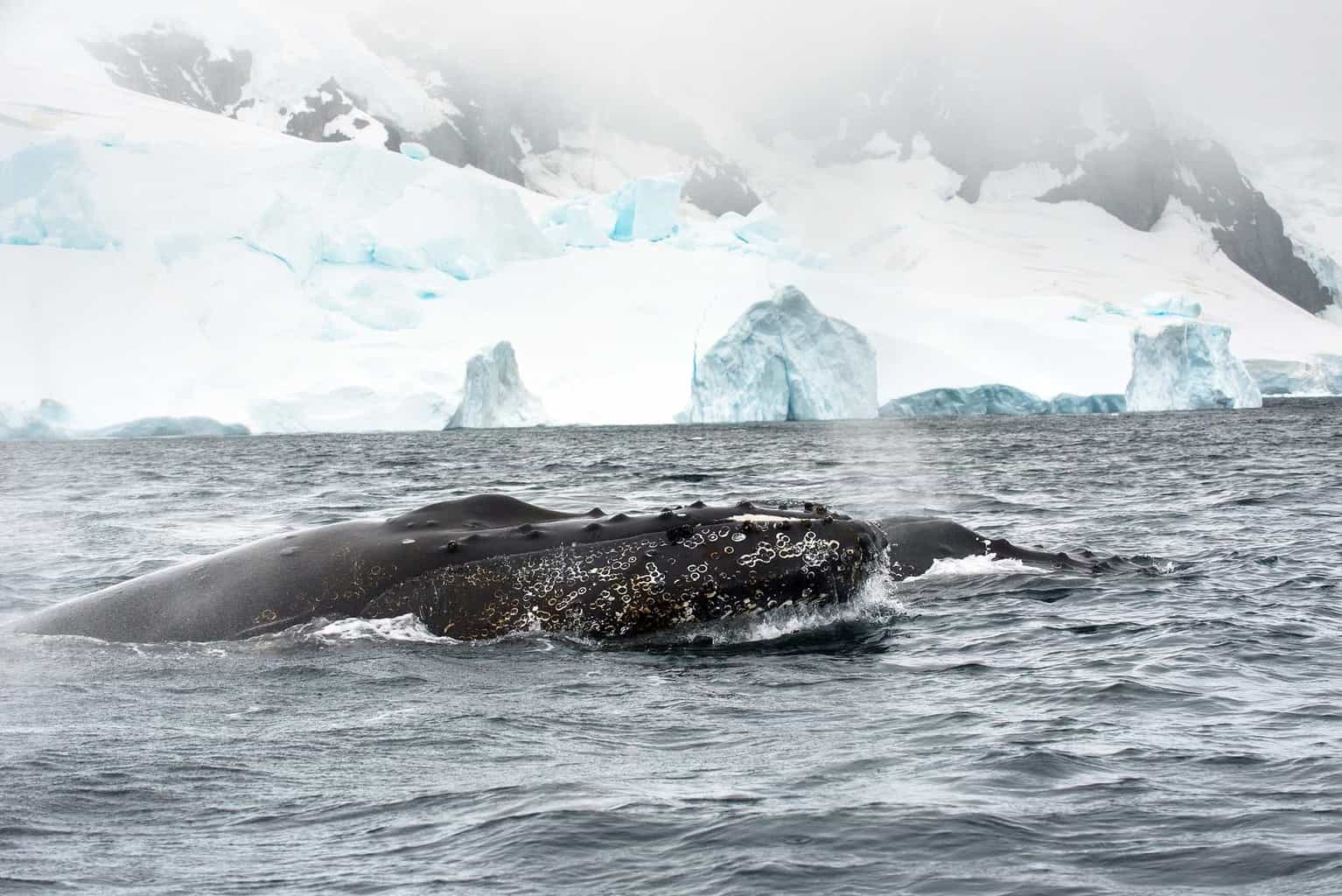 Featured image for “First Time to Antarctica? Here’s What You Should Know”